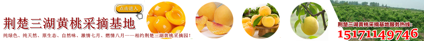 荆楚三湖黄桃官网