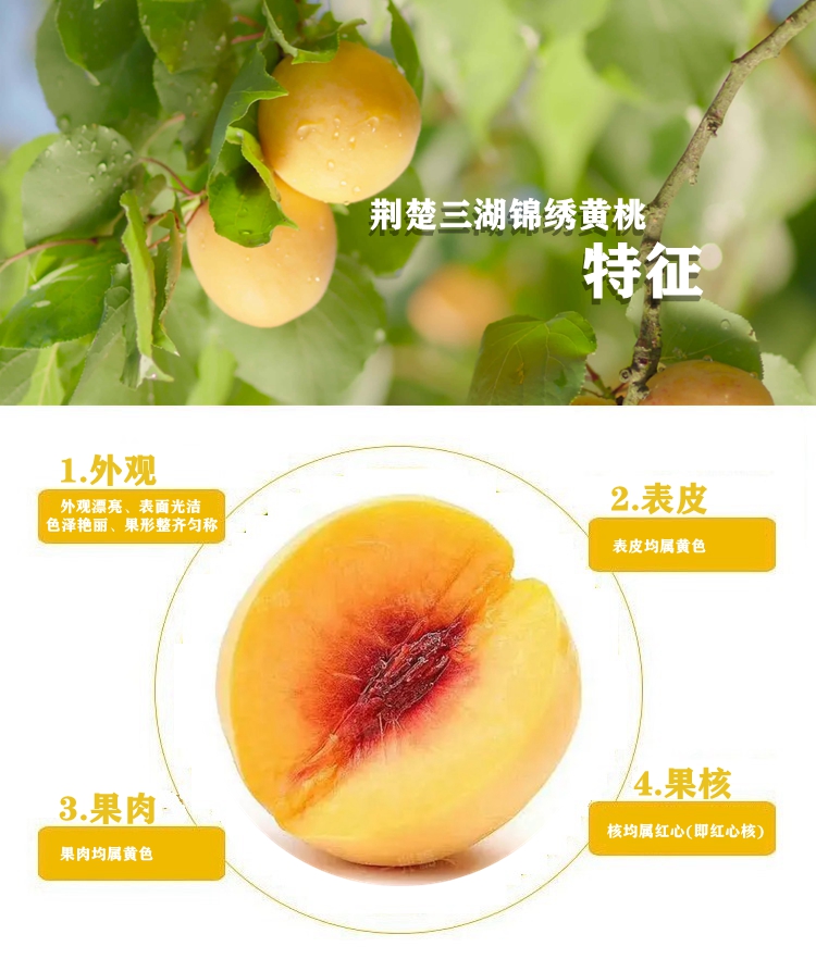 【普通装】荆楚三湖锦绣黄桃热销|荆楚三湖锦绣黄桃果肉味甜多汁特价80元/10斤！