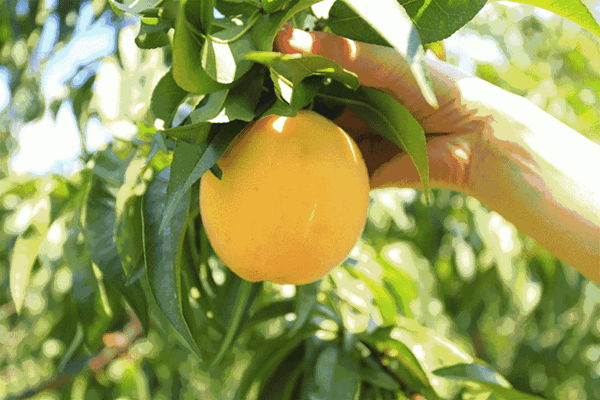 荆楚三湖黄桃采摘园欢迎您！