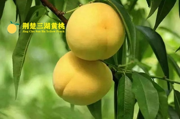 广东广州哪里可以买到正宗的荆楚三湖黄桃?怎么下单?